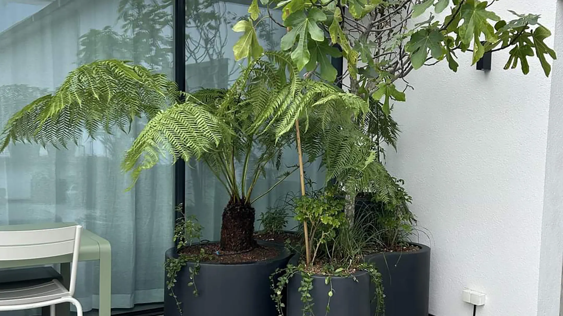 grandes plantes sur terrasse