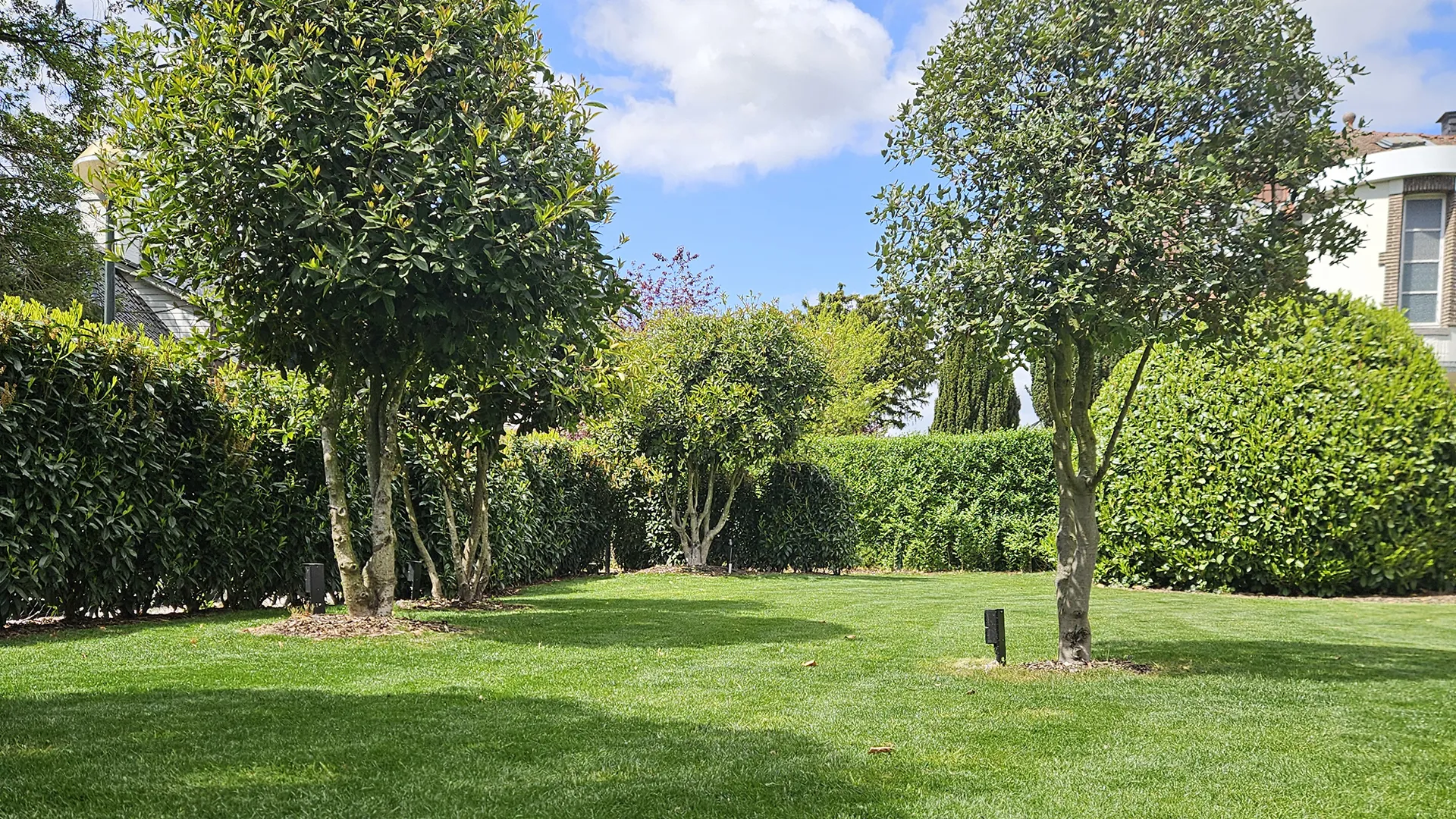 jardin avec arbres